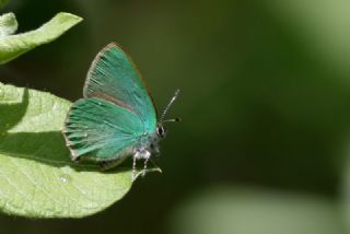 Zmrt (Callophrys rubi)