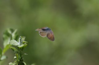 Zmrt (Callophrys rubi)