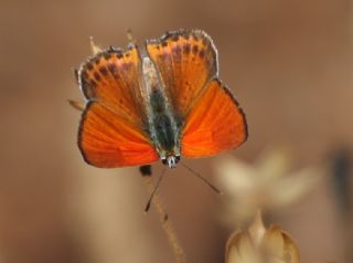 Kk Ate Gzeli (Lycaena thersamon)