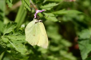 Orakkanat (Gonepteryx rhamni)