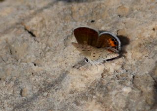 Mcevher Kelebei (Chilades trochylus)