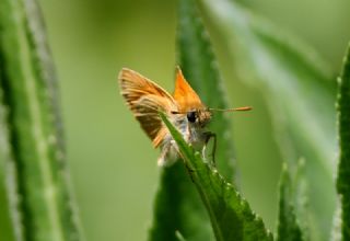Sar� Antenli Z�pz�p&nbsp;(Thymelicus&nbsp;sylvestris)