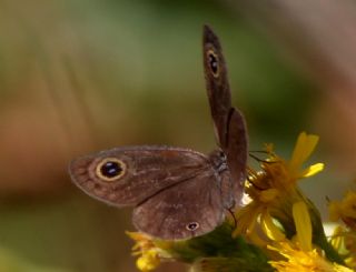 Karagz (Ypthima asterope)