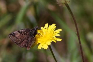 Kara Zpzp (Erynnis marloyi)