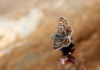 Kzl Zpzp (Spialia orbifer)