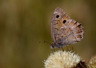 Levantin Yalanccads (Pseudochazara pelopea)