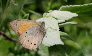 Kaya Esmeri&nbsp;(Kirinia&nbsp;clymene)
