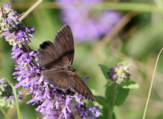 Esmerperi (Hyponephele lupina)