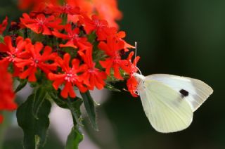 Byk Beyazmelek  (Pieris brassicae)