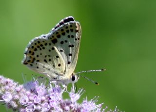 sli Bakr Gzeli (Lycaena tityrus)