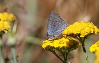 Mavi Sevbeni (Satyrium armenum)