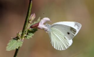 Yalanc Beyazmelek (Pieris pseudorapae)