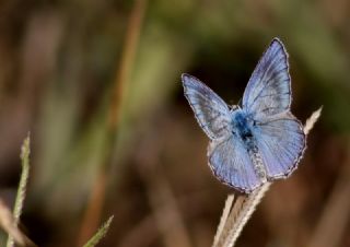 okgzl Yalanc illi Mavi (Polyommatus corydonius)