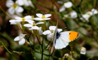 Turuncu Ssl (Anthocharis cardamines)
