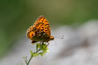 Gzel nci (Argynnis aglaja)