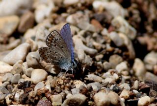 Anadolu Esmergz (Plebejus modicus)