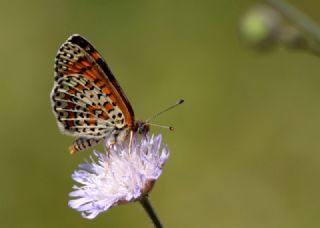 Gzel parhan (Melitaea syriaca)