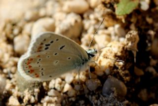 okgzl Turkuvaz Mavisi (Polyommatus dorylas)