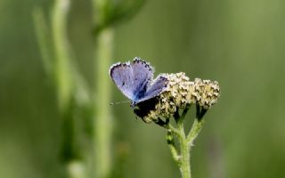 Himalaya Mavisi (Pseudophilotes vicrama)