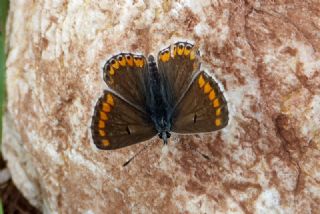 okgzl Esmer (Aricia agestis)