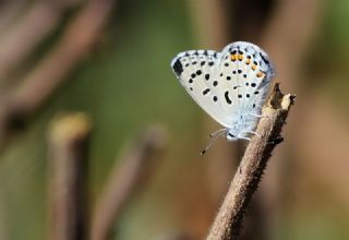 Himalaya Mavisi (Pseudophilotes vicrama)