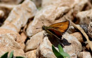 Siyah Antenli Zpzp (Thymelicus lineolus)