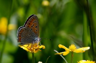 Byk Mor Bakr Gzeli (Lycaena alciphron)