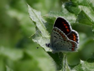 okgzl Orman Esmeri (Aricia artaxerxes)