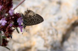 Mavi Zebra (Leptotes pirithous)
