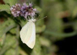 Da Beyazmelei (Pieris ergane)