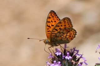 Niyobe&nbsp;(Fabriciana&nbsp;niobe)