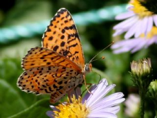 Benekli parhan (Melitaea didyma)