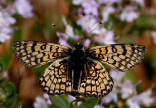 parhan (Melitaea cinxia)