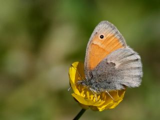 Kk Zpzp Perisi (Coenonympha pamphilus)