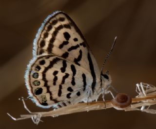 Balkan Kaplan (Tarucus balkanicus)