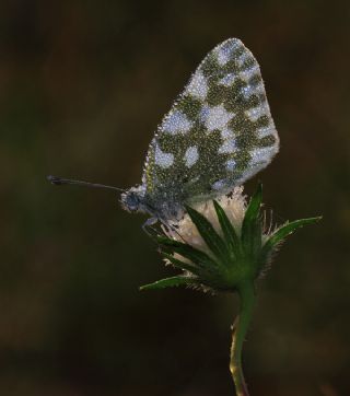 Yeni Beneklimelek (Pontia edusa)