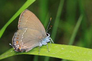 Byk Sevbeni (Satyrium ilicis)