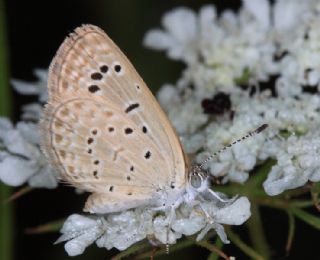 Karsandra (Zizeeria karsandra)