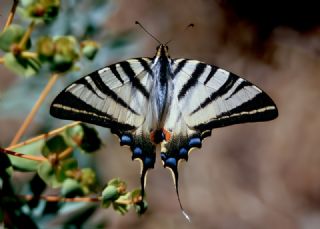 Erik Krlangkuyruk (Iphiclides podalirius)