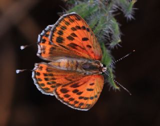 Kk Ate Gzeli (Lycaena thersamon)