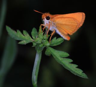 Sar Antenli Zpzp (Thymelicus sylvestris)