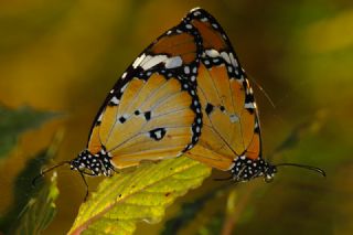 Anadolu ehzadesi (Thaleropis ionia)