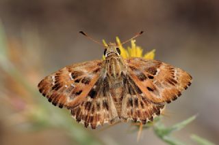 Hatmi Zpzp (Carcharodus alceae)