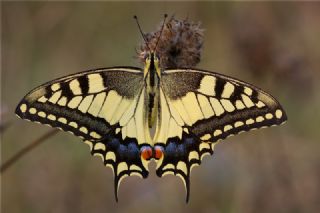 Krlangkuyruk (Papilio machaon)