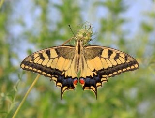 Krlangkuyruk (Papilio machaon)