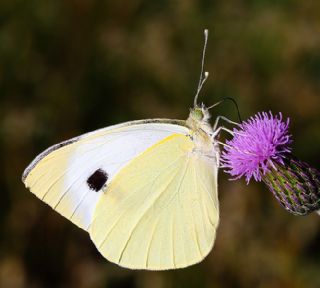 Byk Beyazmelek  (Pieris brassicae)