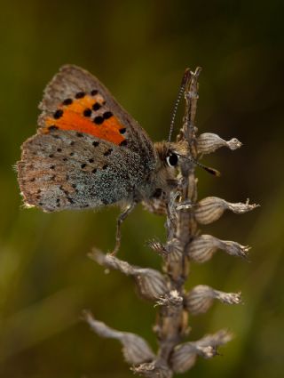 Kafkasya Gelincii (Tomares callimachus)