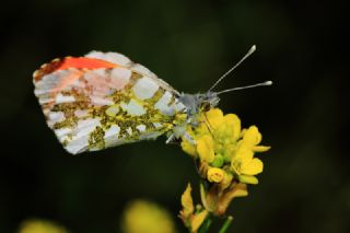Turuncu Ssl (Anthocharis cardamines)