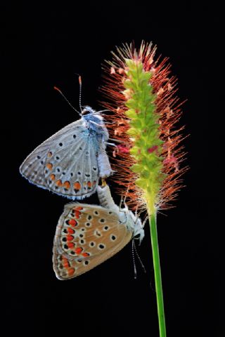 okgzl Mavi (Polyommatus icarus)