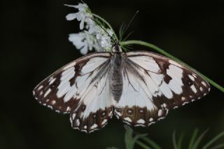 Akdeniz Melikesi (Melanargia titea)